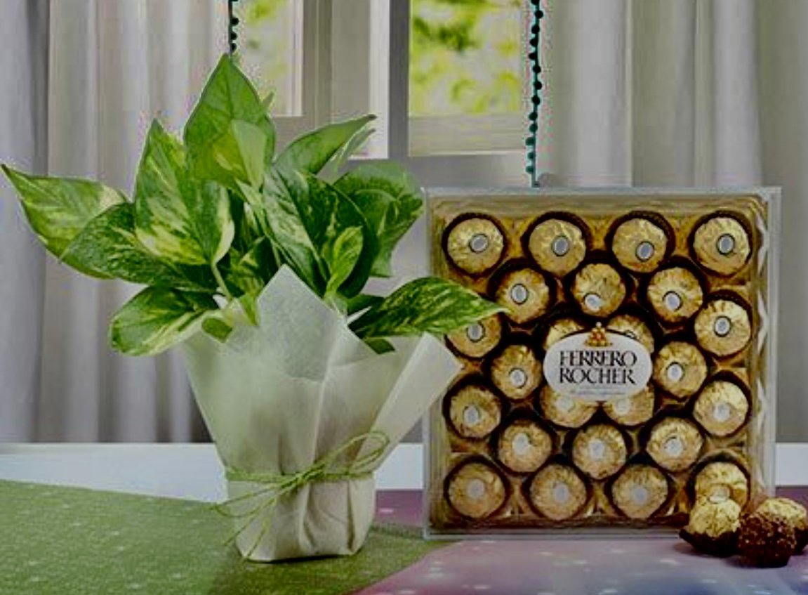 Money Plant N Ferrero Rocher Box
