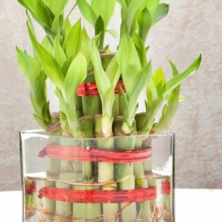 Two Layer Lucky Bamboo