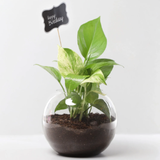 Money Plant in Glass Vase