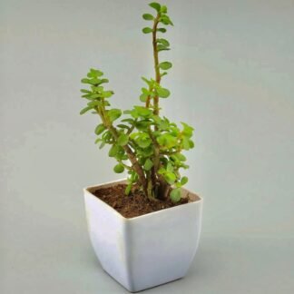 Jade Plant