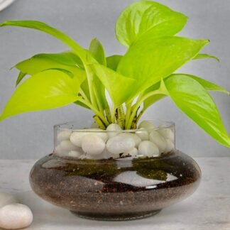 Money Plant In Glass Vase