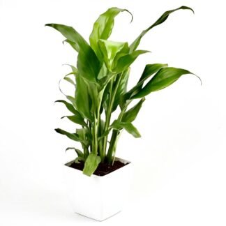 Peace Lilly Plant