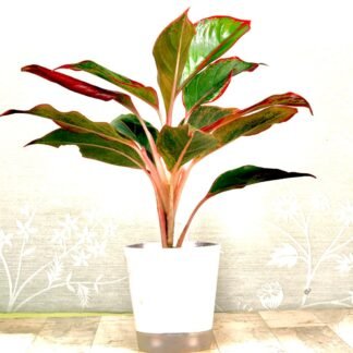 Aglaonema lipstick Plant
