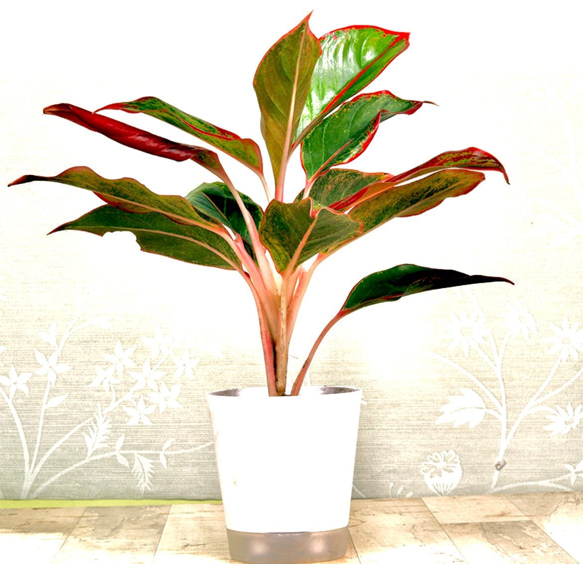 Aglaonema lipstick Plant