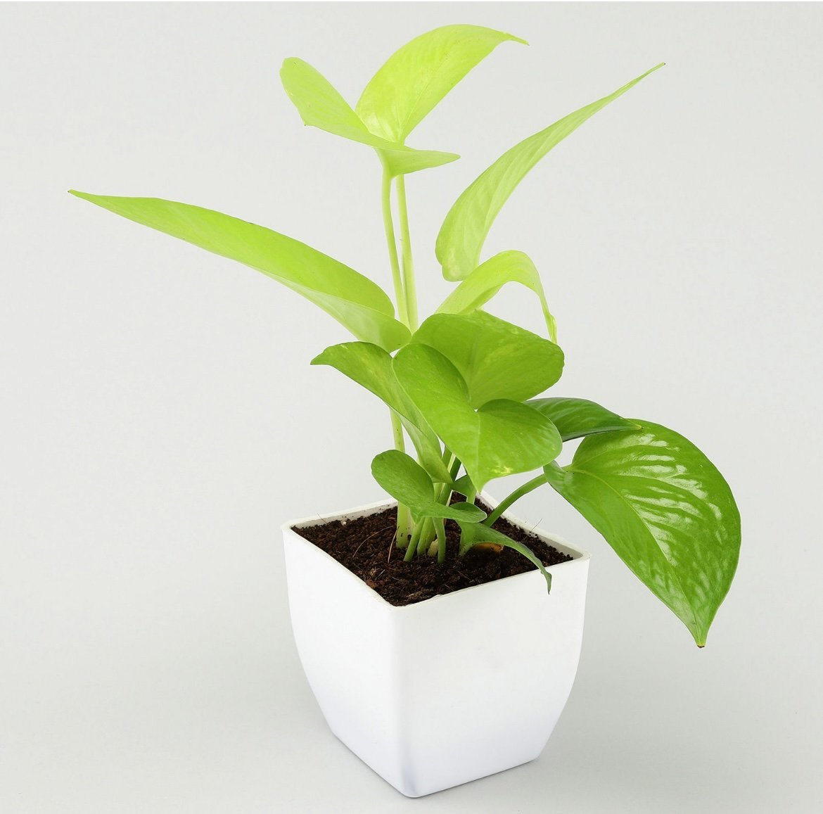 Money Plant