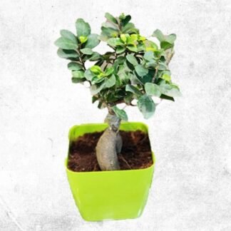 Ficus Bonsai Plant