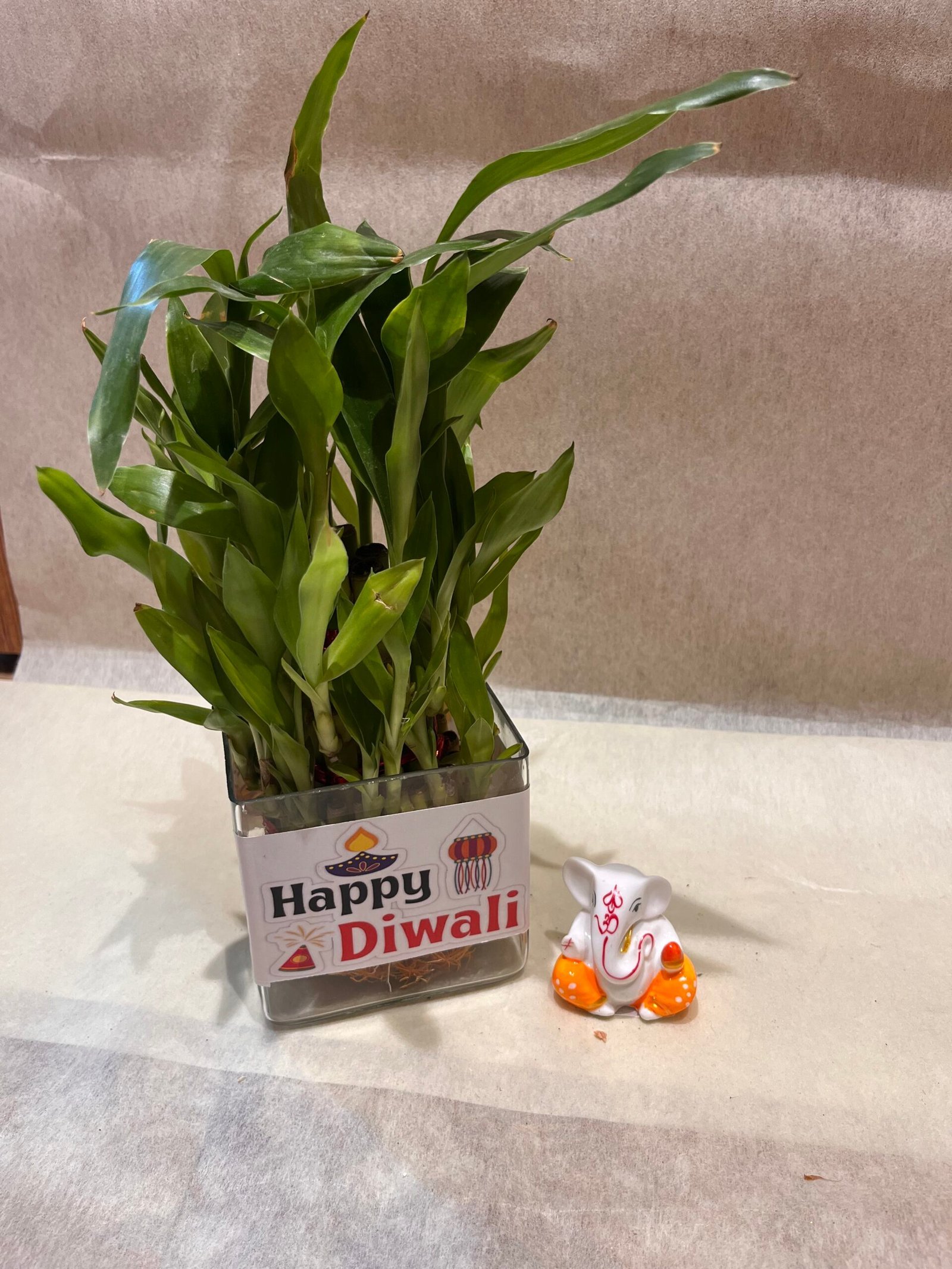 Bamboo Plant n Ganesha Ji