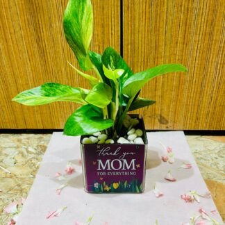 Money Plant In Thank You Mom Square Glass Vase