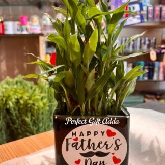 Father's Day Special Bamboo Plant-By PGA