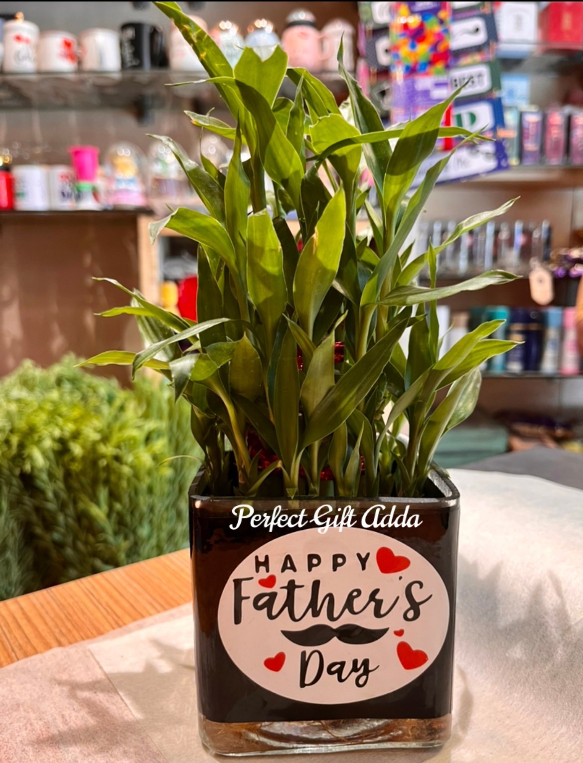 Father's Day Special Bamboo Plant-By PGA