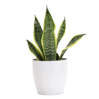White Pot of Sansevieria Plant