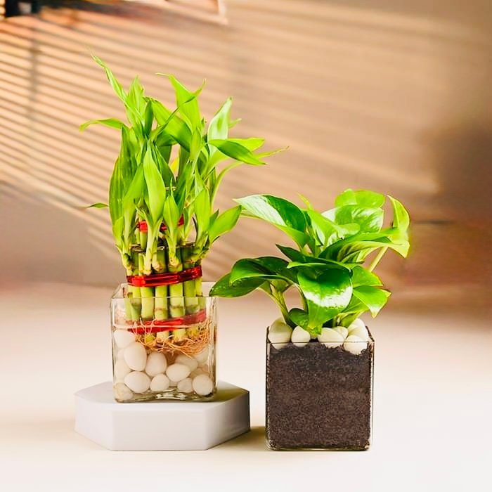 Lucky Bamboo & Money Plant Combo